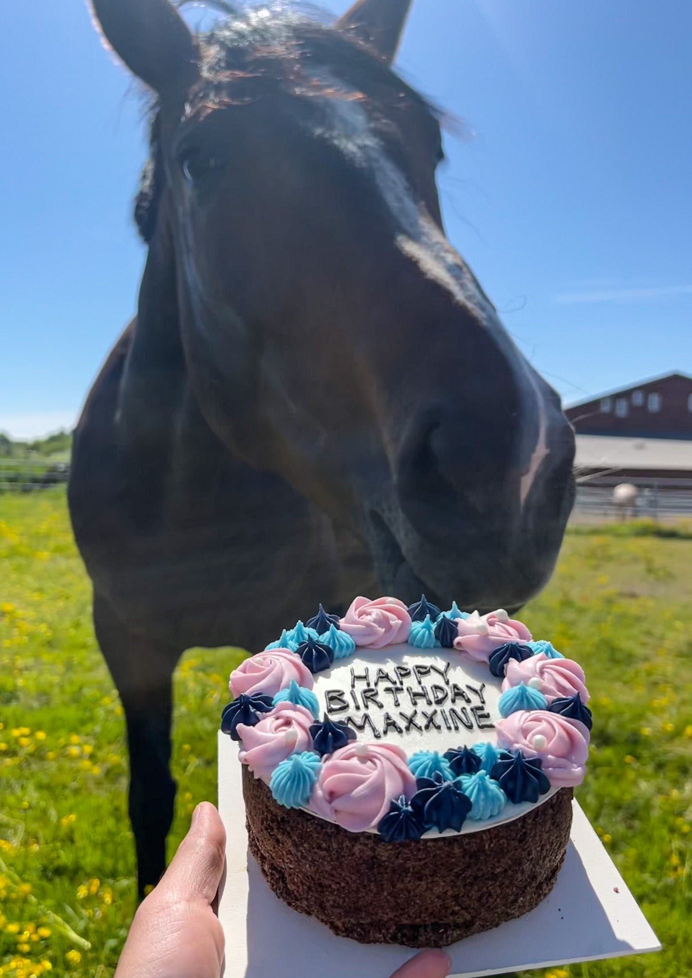 6. Custom Horse Cake (no shipping available)