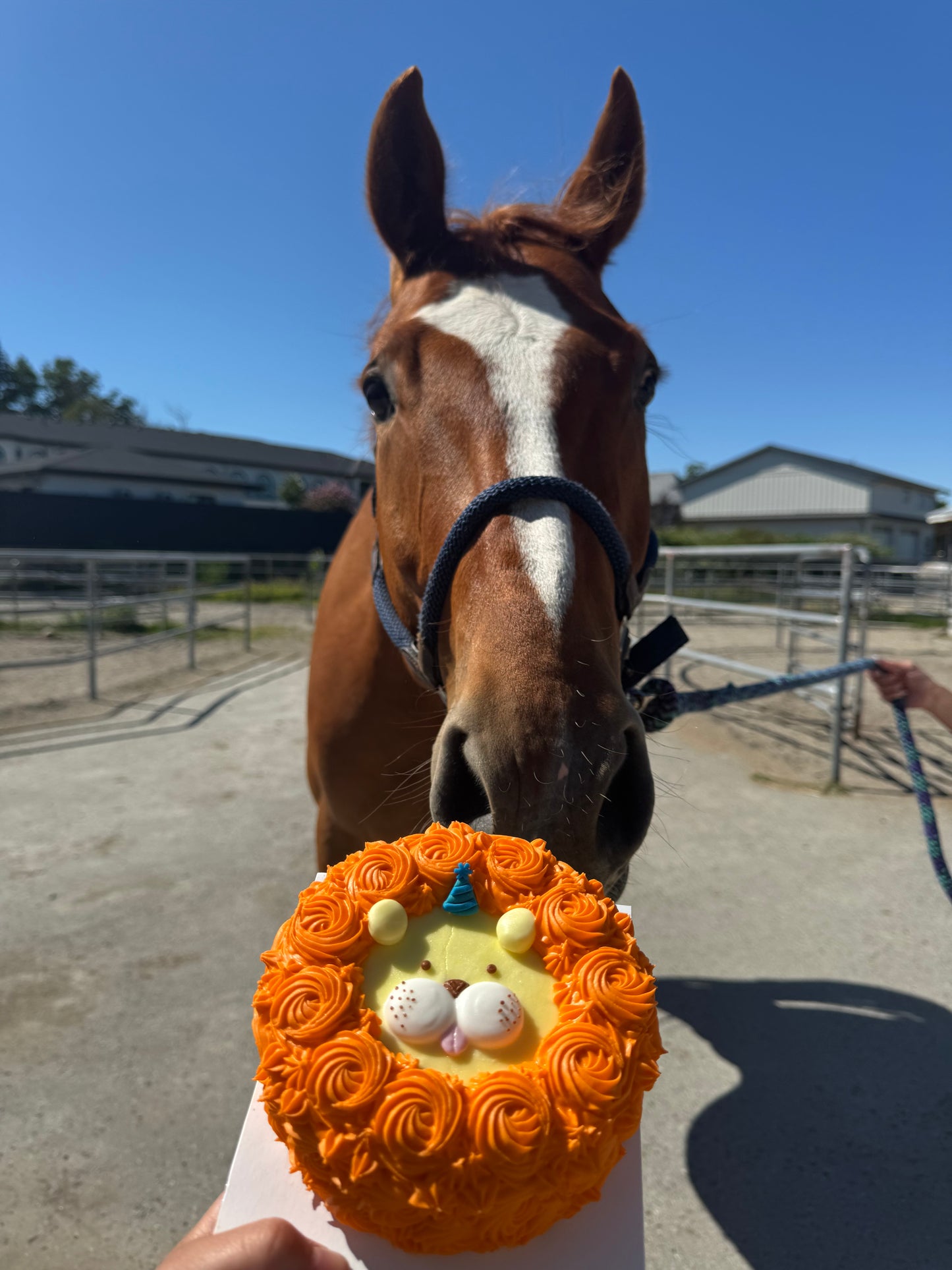 6. Custom Horse Cake (no shipping available)